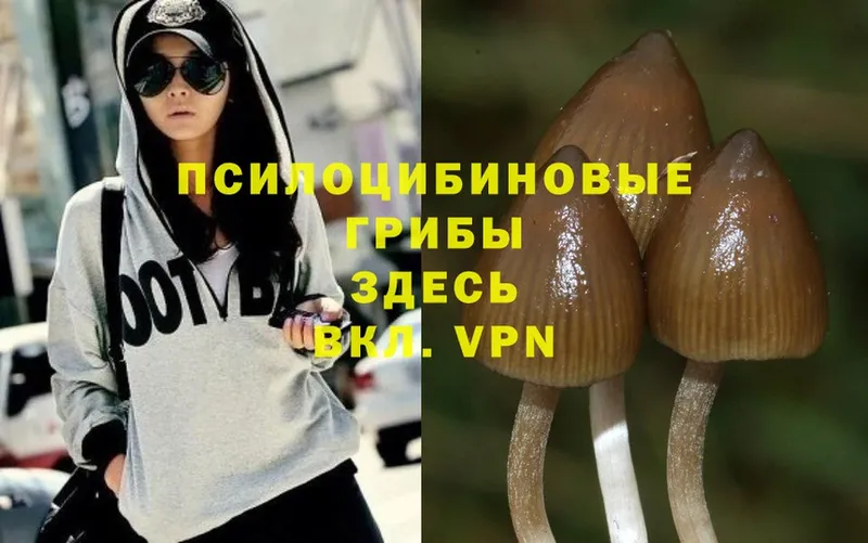 Псилоцибиновые грибы MAGIC MUSHROOMS  дарк нет официальный сайт  Тосно 